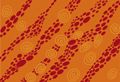Sunzi Star Dreaming Orange Thumbnail