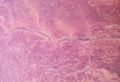 Sunzi Tanami Dry Thumbnail