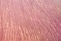 Sunzi Tanami Ripple Thumbnail